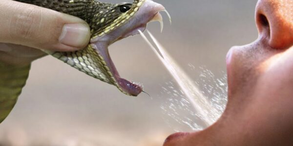 How snake venom is used as drug