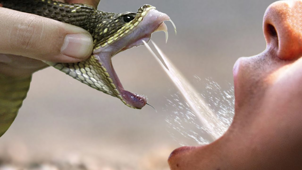 How snake venom is used as drug